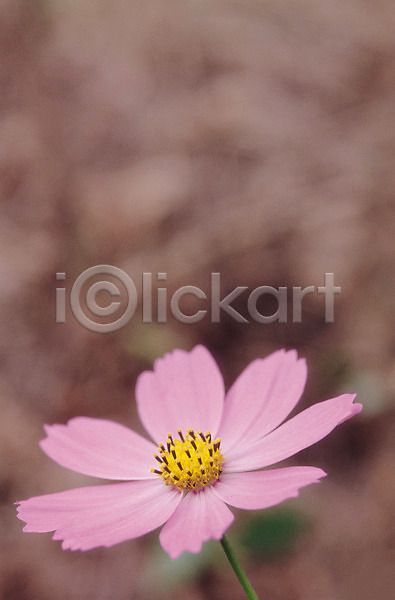 사람없음 JPG 근접촬영 아웃포커스 포토 가을(계절) 가을꽃 꽃 들꽃 분홍색 생물 식물 자연 컬러 코스모스(꽃) 한송이