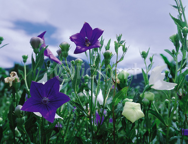 사람없음 JPG 아웃포커스 포토 구름(자연) 꽃 도라지 도라지꽃 몽오리 보라색 생물 식물 야외 여러송이 여러해살이풀 여름꽃 자연 주간 초롱꽃 컬러 하늘 흰색
