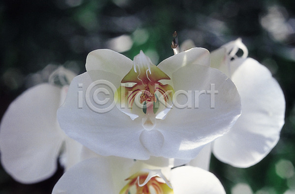 사람없음 JPG 근접촬영 아웃포커스 포토 갈래꽃 꽃 꽃술(꽃) 나무 목련 백목련 생물 식물 자연 컬러 흰색