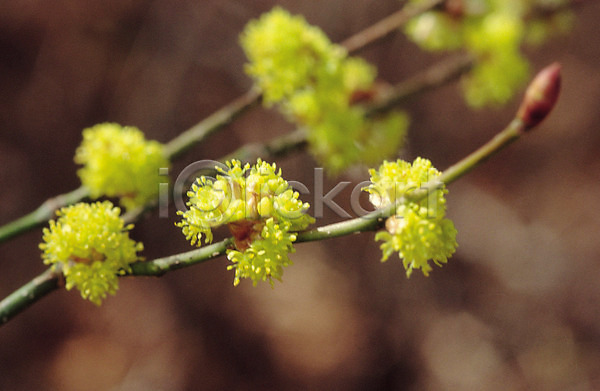 사람없음 JPG 아웃포커스 포토 가을꽃 꽃 노란색 생물 식물 엉겅퀴 여러해살이풀 자연 컬러