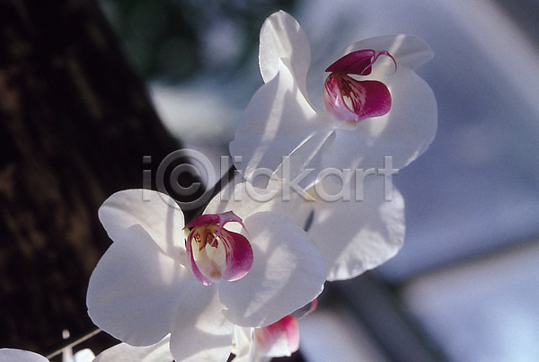 사람없음 JPG 근접촬영 아웃포커스 포토 꽃 꽃나무 나무 생물 식물 자연 컬러 호접란 흰색
