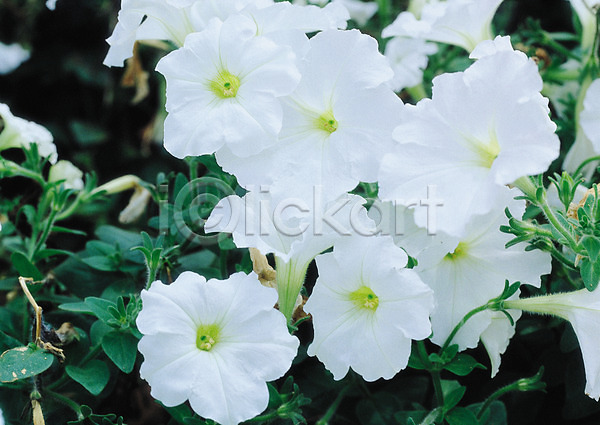 사람없음 JPG 아웃포커스 포토 가을꽃 꽃 별 부용 부용화 생물 식물 여러송이 자연 컬러 흰색