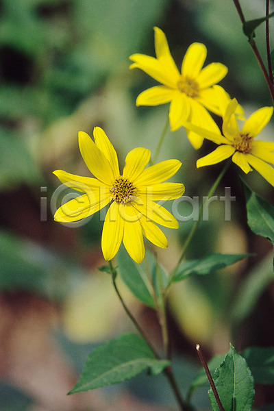 사람없음 JPG 아웃포커스 포토 가을꽃 국화 꽃 노란색 산국 생물 식물 여러송이 자연 컬러