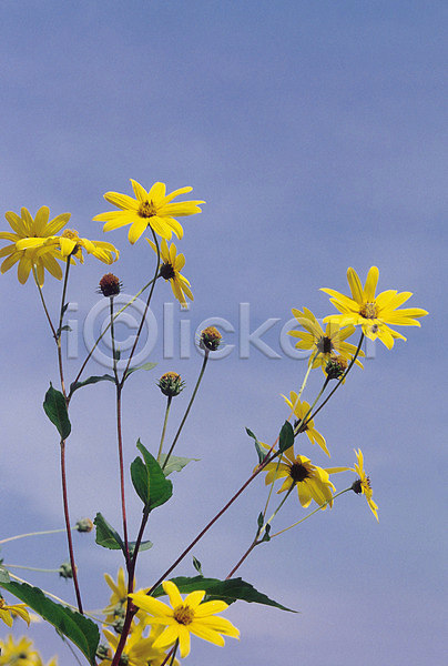 사람없음 JPG 포토 가을꽃 국화 꽃 노란색 산국 생물 식물 여러송이 자연 컬러