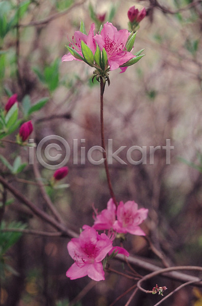 사람없음 JPG 아웃포커스 포토 꽃 꽃나무 나무 몽오리 봄꽃 분홍색 생물 식물 여러송이 자연 진달래 철쭉 컬러