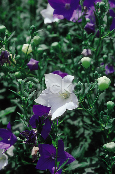 사람없음 JPG 아웃포커스 포토 꽃 도라지 도라지꽃 몽오리 보라색 생물 식물 여러송이 여러해살이풀 여름꽃 자연 컬러 흰색