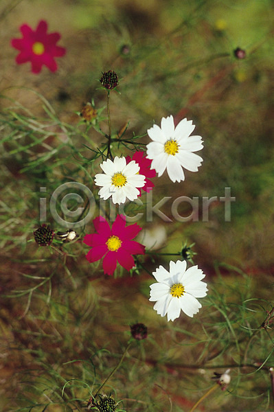 사람없음 JPG 아웃포커스 포토 가을꽃 꽃 들꽃 생물 식물 여러송이 자연 자주색 컬러 코스모스(꽃) 흰색