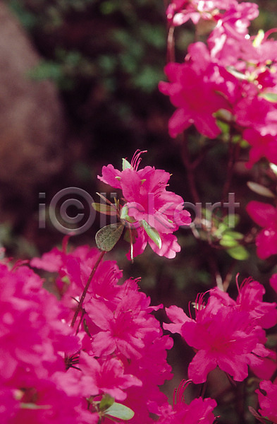 사람없음 JPG 아웃포커스 포토 꽃 꽃나무 꽃술(꽃) 봄꽃 생물 식물 여러송이 자연 진달래 진분홍색 철쭉 철쭉나무 컬러
