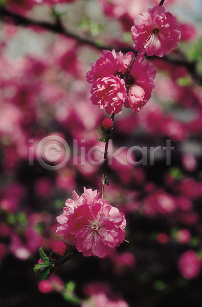 사람없음 JPG 아웃포커스 포토 꽃 꽃나무 나무 봄꽃 분홍색 생물 식물 여러송이 자연 진달래 철쭉 컬러