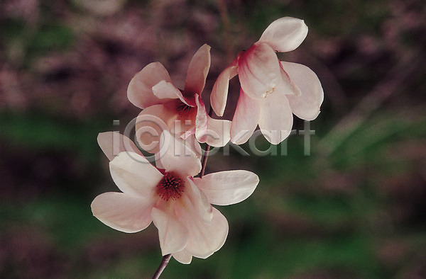 사람없음 JPG 포토 갈래꽃 꽃 나무 목련 봄꽃 생물 세송이 식물 여러송이 자연 컬러 흰색