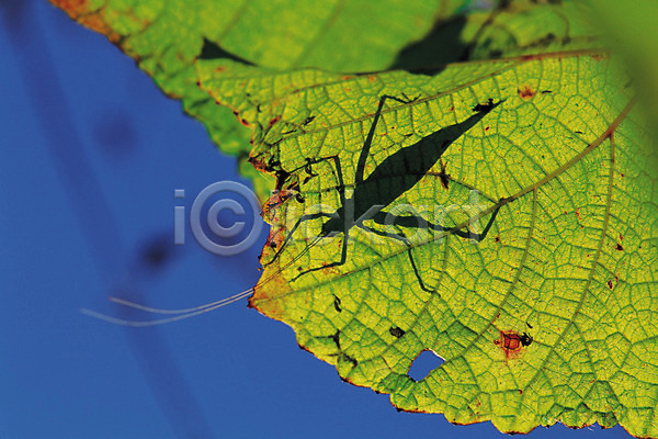 사람없음 JPG 근접촬영 아웃포커스 포토 곤충 귀뚜라미 그림자 나뭇잎 더듬이 동물 벌레 식물 잎 잎맥 자연 절지류 한마리