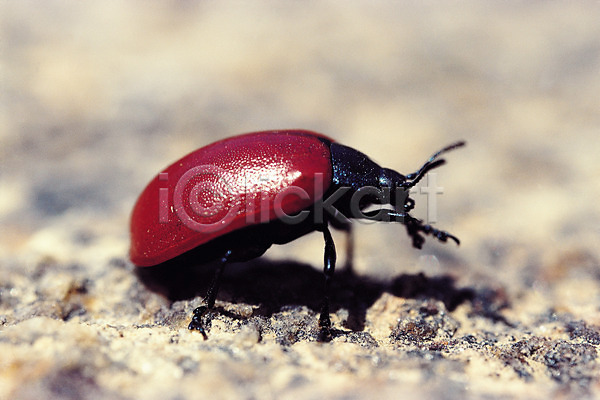 사람없음 JPG 근접촬영 아웃포커스 포토 곤충 그림자 더듬이 동물 무당벌레 벌레 빨간색 자연 절지류 컬러 한마리