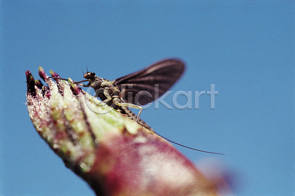 사람없음 JPG 근접촬영 아웃포커스 포토 곤충 꼬리 날개(비행) 동물 벌레 식물 자연 절지류 한마리