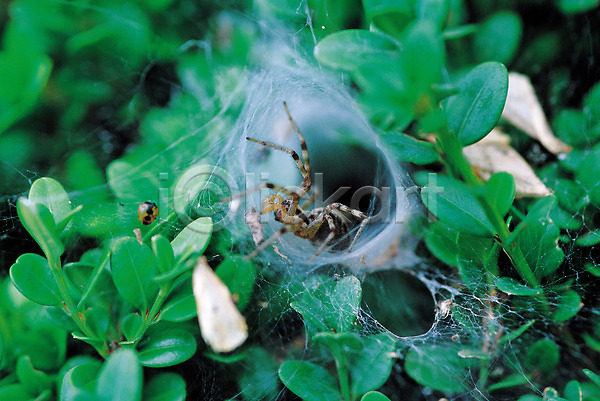 사람없음 JPG 근접촬영 아웃포커스 포토 거미 거미줄 곤충 그물 동물 벌레 식물 잎 자연 절지류 한마리