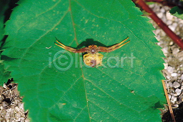 사람없음 JPG 근접촬영 아웃포커스 포토 거미 곤충 나뭇잎 동물 벌레 식물 잎 잎맥 자연 절지류 한마리
