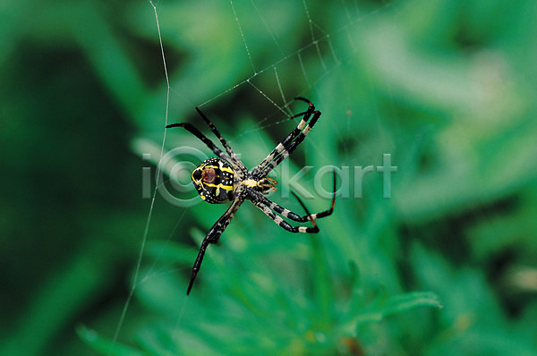 사람없음 JPG 아웃포커스 포토 거미 거미줄 곤충 그물 동물 벌레 자연 절지류 한마리
