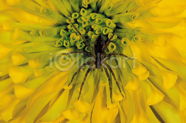 사람없음 JPG 근접촬영 포토 거미 곤충 꽃 노란색 동물 벌레 식물 자연 절지류 컬러 한마리