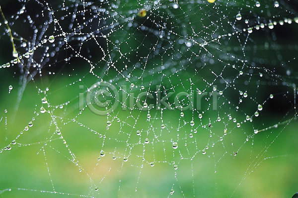사람없음 JPG 아웃포커스 포토 거미 거미줄 그물 물방울 백그라운드 이슬 자연 절지류