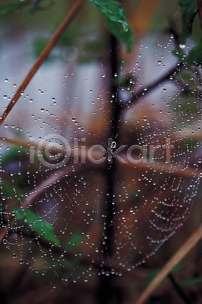 사람없음 JPG 아웃포커스 포토 거미 거미줄 곤충 그물 동물 물방울 벌레 이슬 자연 절지류 한마리