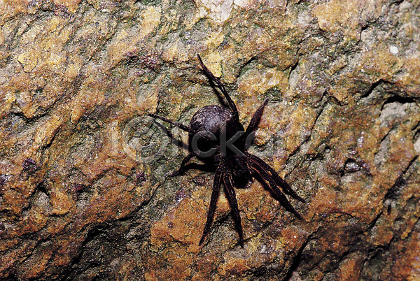 사람없음 JPG 근접촬영 포토 거미 곤충 돌(바위) 동물 바위(돌) 벌레 자연 절지류 한마리