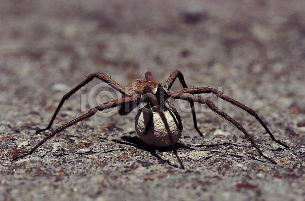사람없음 JPG 근접촬영 아웃포커스 포토 거미 곤충 동물 땅 벌레 알주머니 자연 절지류 한마리