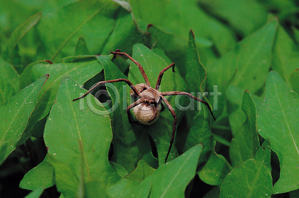 사람없음 JPG 근접촬영 아웃포커스 포토 거미 곤충 동물 벌레 식물 알주머니 잎 자연 절지류 풀잎 한마리