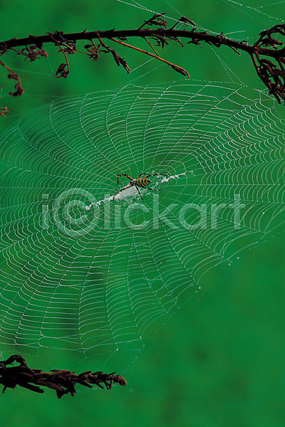 사람없음 JPG 포토 거미 거미줄 곤충 그물 나뭇가지 동물 벌레 자연 절지류 한마리