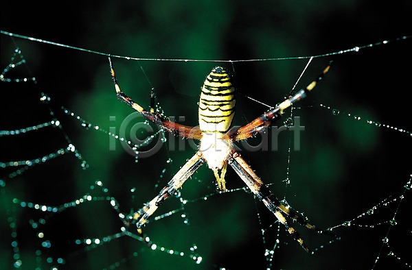 사람없음 JPG 근접촬영 아웃포커스 포토 거미 거미줄 곤충 그물 동물 물방울 벌레 이슬 자연 절지류 한마리