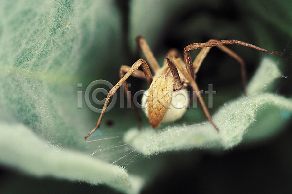 사람없음 JPG 근접촬영 아웃포커스 포토 거미 거미줄 곤충 나뭇잎 동물 벌레 알주머니 자연 절지류 한마리