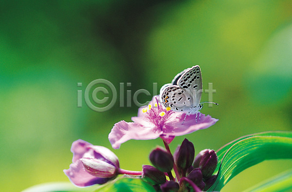 사람없음 JPG 아웃포커스 포토 곤충 꽃 꿀채취 나비 날개(비행) 더듬이 동물 벌레 분홍색 식물 자연 절지류 한마리