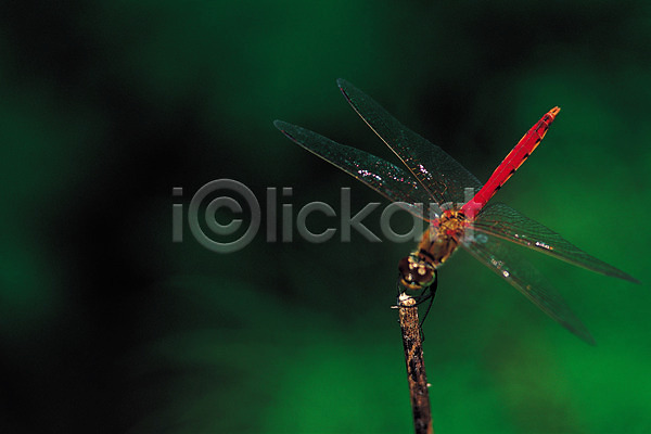 사람없음 JPG 근접촬영 포토 고추잠자리(잠자리) 곤충 나뭇가지 날개(비행) 동물 벌레 자연 잠자리 절지류 한마리