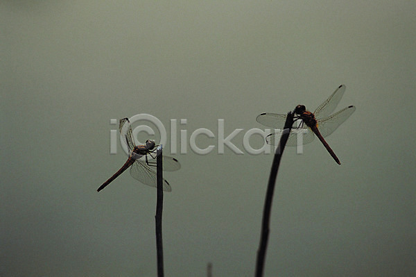 사람없음 JPG 포토 곤충 나뭇가지 날개(비행) 동물 두마리 벌레 자연 잠자리 절지류