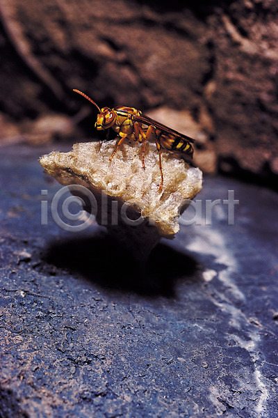 사람없음 JPG 근접촬영 아웃포커스 포토 곤충 그림자 꿀벌 돌(바위) 동물 바위(돌) 벌(곤충) 벌레 벌집 일벌 자연 절지류 한마리