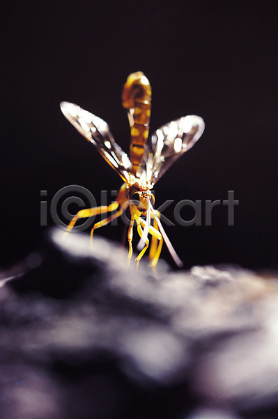 사람없음 JPG 근접촬영 아웃포커스 포토 곤충 동물 벌(곤충) 벌레 자연 절지류 한마리