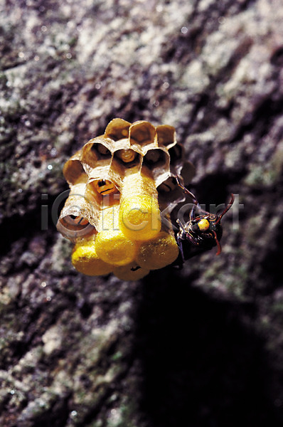 사람없음 JPG 근접촬영 아웃포커스 포토 곤충 꿀벌 날개(비행) 더듬이 돌(바위) 동물 바위(돌) 벌(곤충) 벌레 벌집 애벌레 일벌 자연 절지류 한마리