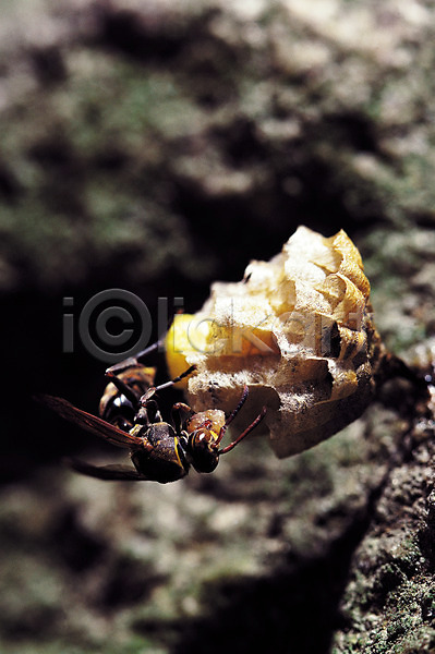 사람없음 JPG 근접촬영 아웃포커스 포토 곤충 꿀벌 날개(비행) 더듬이 돌(바위) 동물 바위(돌) 벌(곤충) 벌레 벌집 일벌 자연 절지류 한마리