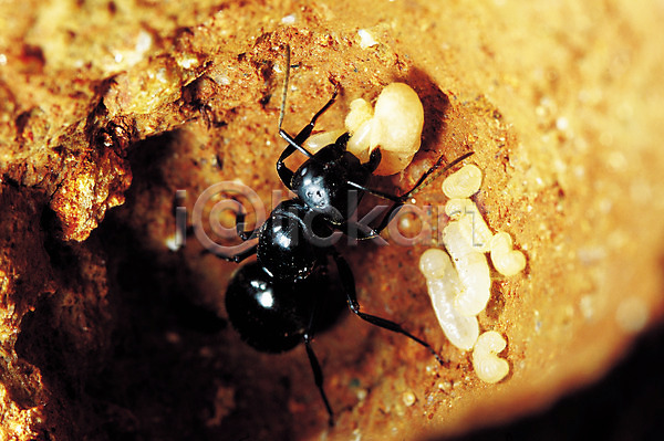 사람없음 JPG 근접촬영 아웃포커스 포토 개미 개미알 계란 곤충 동물 벌레 알 애벌레 자연 절지류 한마리