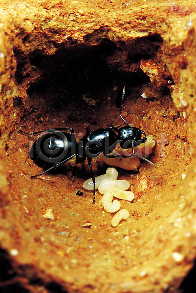 사람없음 JPG 근접촬영 포토 개미 개미알 계란 곤충 동물 벌레 알 애벌레 자연 절지류 한마리