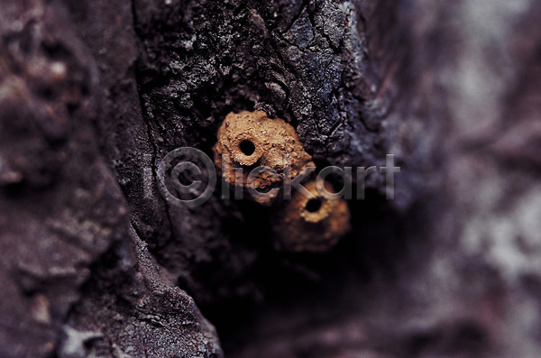 사람없음 JPG 근접촬영 아웃포커스 포토 개미 곤충 구멍 나무 벌레집 식물 자연 절지류