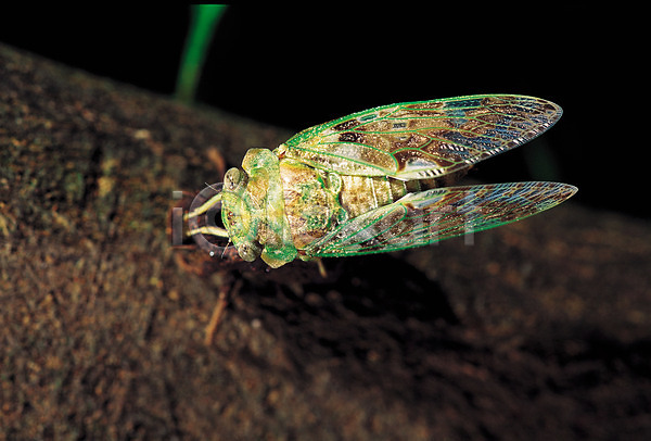 사람없음 JPG 근접촬영 아웃포커스 포토 곤충 나무 날개(비행) 동물 매미 벌레 식물 자연 절지류 한마리
