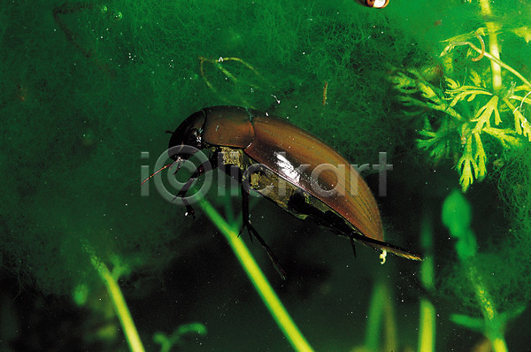 사람없음 JPG 포토 곤충 동물 물방개 벌레 수중 수중동물 수중사진 자연 절지류 한마리