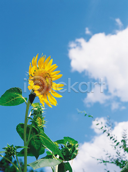 사람없음 JPG 로우앵글 포토 계절 구름(자연) 꽃 날씨 노란색 맑음 식물 야외 여름(계절) 여름꽃 웰빙 자연 주간 컬러 하늘 한송이 해바라기