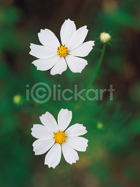 사람없음 JPG 아웃포커스 포토 가을(계절) 가을꽃 가을풍경 계절 꽃 두송이 들꽃 식물 자연 초원(자연) 컬러 코스모스(꽃) 흰색