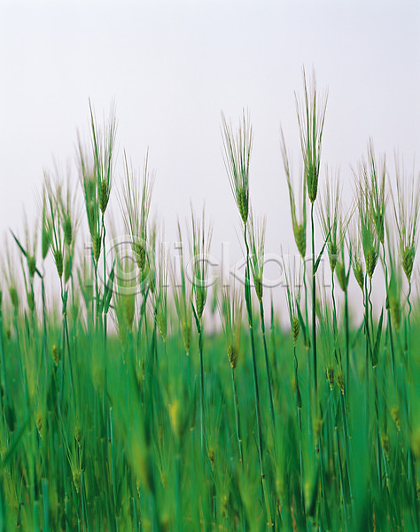 사람없음 JPG 포토 계절 곡류 보리 보리밭 보리이삭 봄 봄풍경 식물 야외 여름(계절) 주간 초록색 컬러 풀(식물) 풍경(경치) 하늘