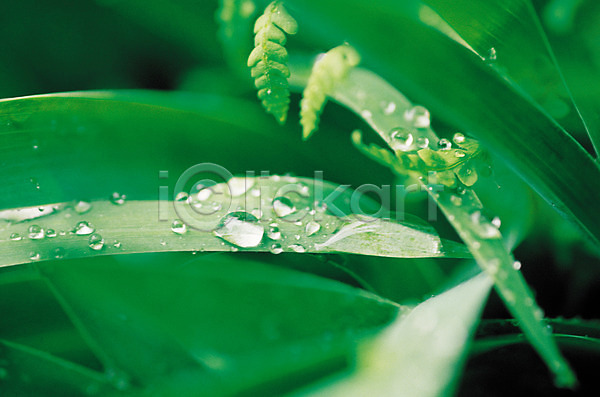 사람없음 JPG 근접촬영 아웃포커스 포토 계절 물방울 식물 여름(계절) 이슬 잎 초록색 컬러 풀잎