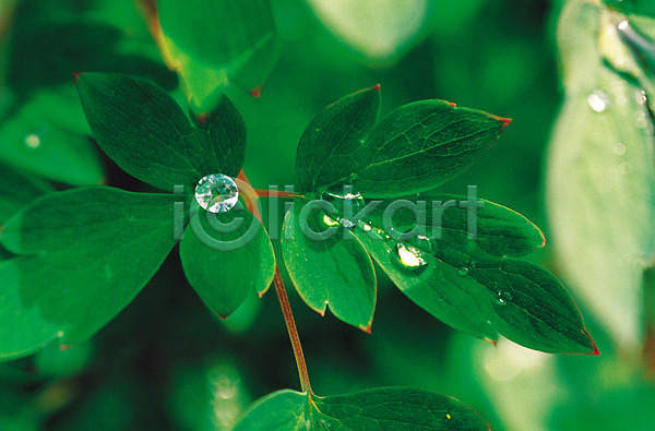 사람없음 JPG 근접촬영 아웃포커스 포토 계절 물방울 식물 야외 여름(계절) 이슬 잎 주간 초록색 컬러 풀잎