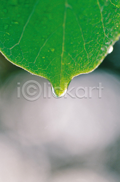사람없음 JPG 아웃포커스 포토 나뭇잎 물방울 식물 잎 잎맥 초록색 컬러