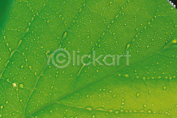 사람없음 JPG 근접촬영 포토 나뭇잎 물방울 식물 이슬 잎 잎맥 초록색 컬러