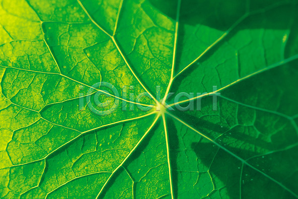 사람없음 JPG 근접촬영 포토 나뭇잎 식물 잎 잎맥 초록색 컬러