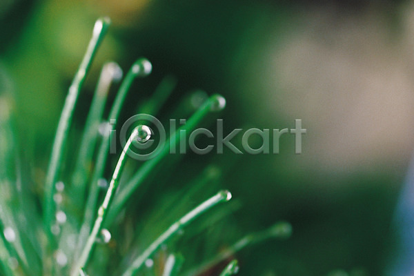 사람없음 JPG 근접촬영 아웃포커스 포토 계절 물방울 솔잎 식물 여름(계절) 이슬 잎 초록색